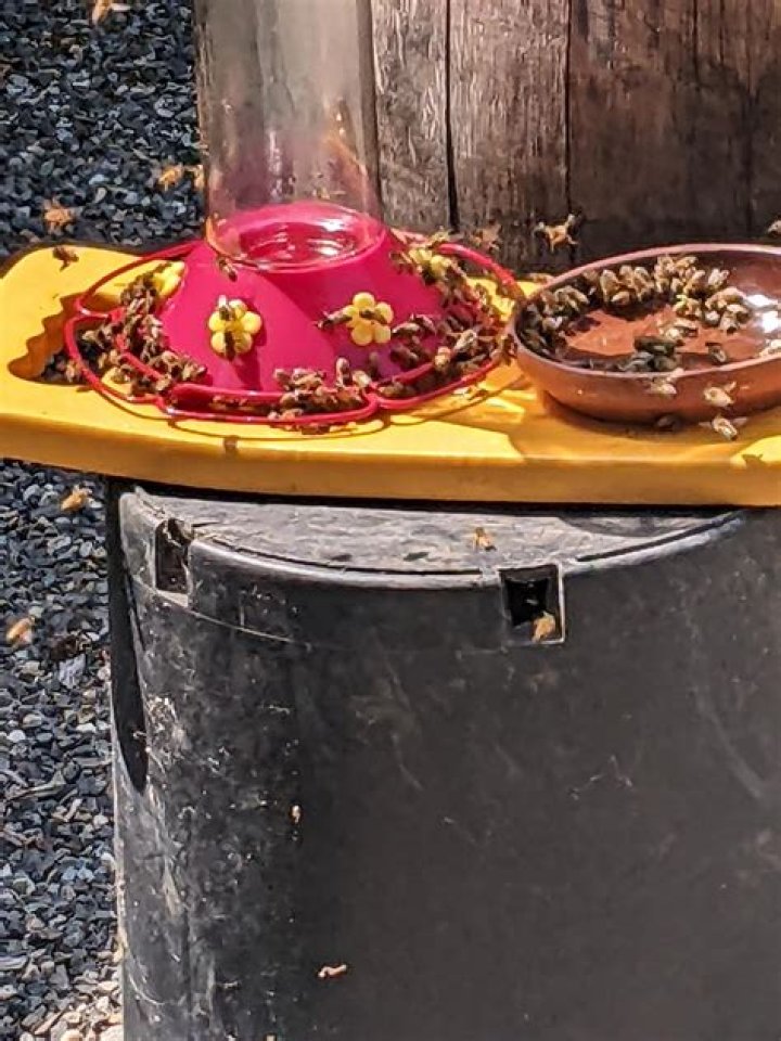 Why are bees swarming my hummingbird feeder?