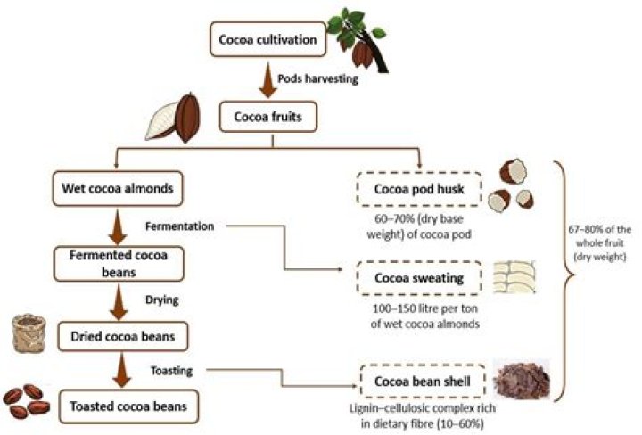 Why are cocoa beans important?
