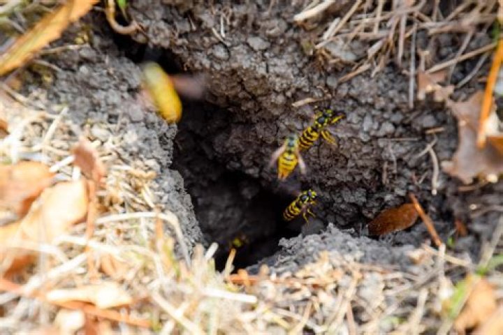 Why do bees swarm on the ground?