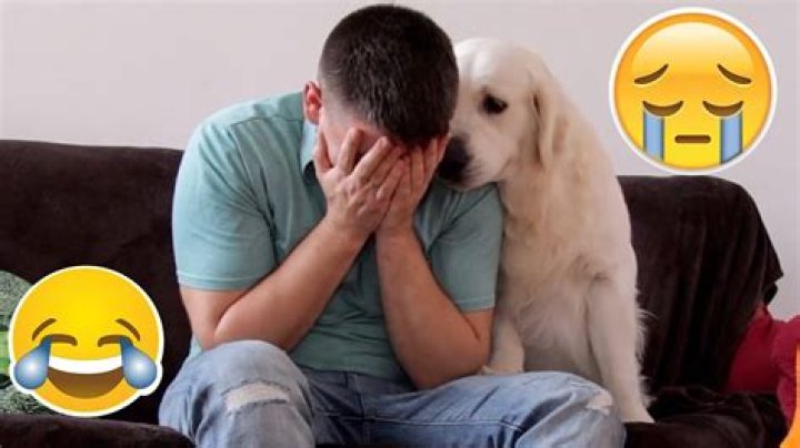 Why do dogs react to babies crying?