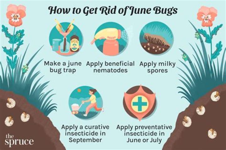 Why do june bugs flip over?