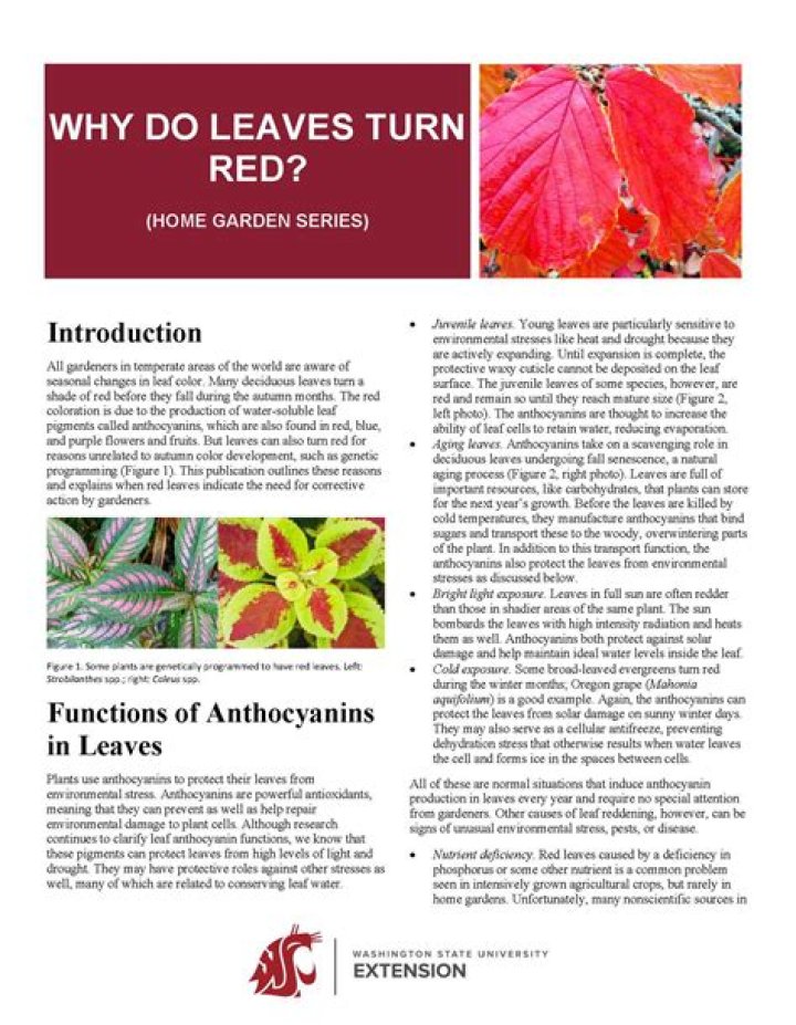 Why do leaves turn red?
