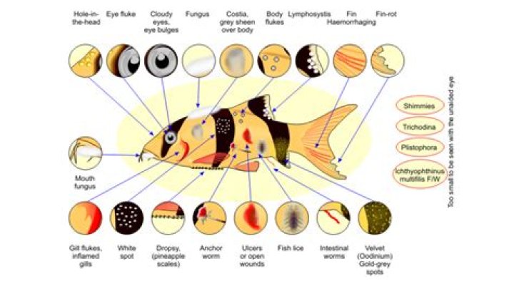 Why does my fish taste fishy?