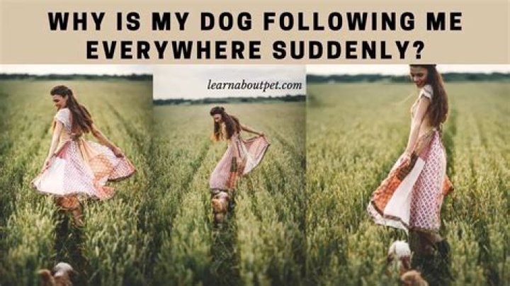 Why is my female dog following me everywhere suddenly?