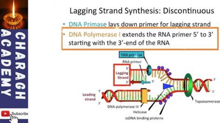 Why is one strand called the leading strand?