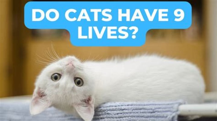 Why they say cat has 9 lives?